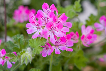 Obraz premium the pink and white blossoms of a geranium named mrs kingsley