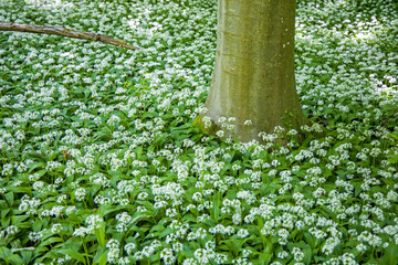 a green carpet of green flowering wild garlic in a forest