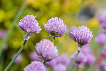 many pink chive blossoms in the garden in sunlight against a blurred background
