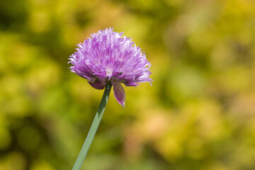 a pink chives blossom in the garden in sunlight against a blurred background