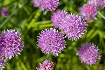 top view of pink chives blossoms in the garden in sunlight against a blurred background