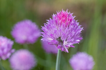 Fototapeta premium a pink chives blossom in the garden in sunlight against a blurred background