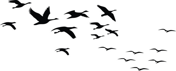 silhouette flock of birds flying in the sky