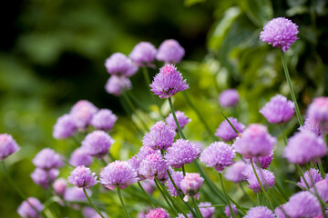 many pink chive blossoms in the garden in sunlight against a blurred background