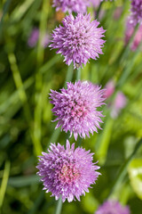 Fototapeta premium top view of pink chives blossoms in the garden in sunlight against a blurred background