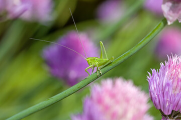 close-up of a small green grasshopper on a green stem of chive in front of a blurred green and pink background