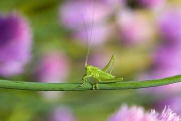 close-up of a small green grasshopper on a green stem of chive in front of a blurred green and pink background