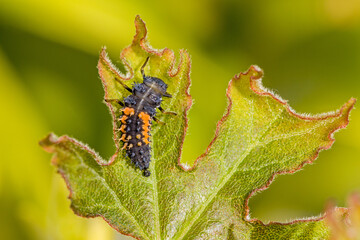 close-up view of a black orange larva of the multicoloured asian ladybug with interesting bristles on the body sitting on a green leaf in the sunlight