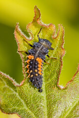 close-up view of a black orange larva of the multicoloured asian ladybug with interesting bristles on the body sitting on a green leaf in the sunlight