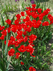 Red tulips flowers in garden flowerbed. Blooming Tulip in a Spring
