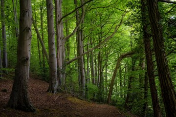 Obraz premium Lush Green Forest with Tall Trees and Path