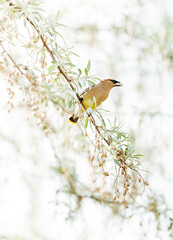 Cedar Waxwing bird on a branch