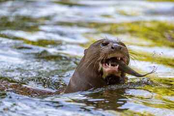 Adult giant river otter, Pteronura brasiliensis, a South American carnivorous mammal. It is the...