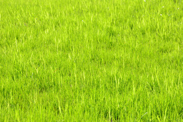 green grass background isolated in the sunlight