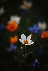 Fototapeta premium Close-Up of Colorful Flowers with Bokeh – Orange, White, and Blue Petals Against a Dark Blurred Background with Soft Diffused Light