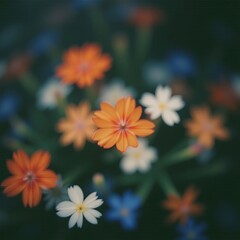 Close-Up of Colorful Flowers with Bokeh – Orange, White, and Blue Petals Against a Dark Blurred Background with Soft Diffused Light