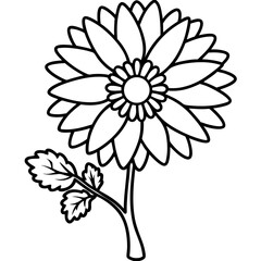 daisy flower isolated on white