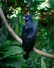 Andean Eagle in the forest