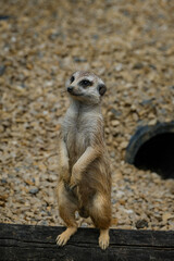 meerkat on guard duty