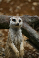 meerkat on guard duty