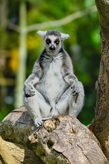 ring tailed lemur