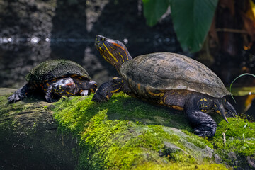 turtle on mossy rock
