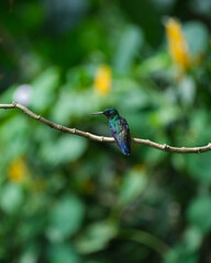hummingbird on a branch
