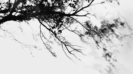 Dark branches against a light sky