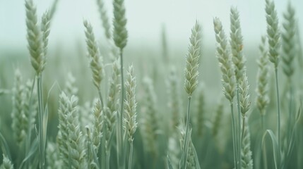 Fototapeta premium Summer wheat field in the canadian countryside a close up of agricultural beauty and rural harvest