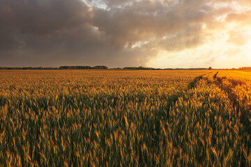 Growing wheat, golden yellow beautiful wheat ears at sunset.