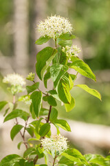 Cornus sanguinea Hartriegel Detail Blüte und Blatt