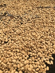 Arabica coffee beans being dried in the sun. Ready to be peeled into green beans.