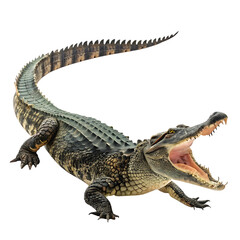 Naklejka premium Alligator: A Large Reptile Found in the American Southeast, isolated transparent background Png, AI Generative