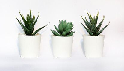 Three cacti highlighted on a white background. A place to copy