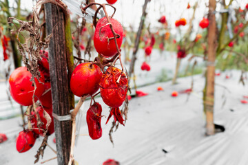 Rotten tomatoes hanging on dried vines in an outdoor garden, showing signs of disease and crop failure during harvest season.