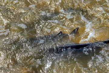 Fototapeta premium Lake Sturgeon Spawning At The Fox River Dam And Rapids At De Pere, Wisconsin, In Spring