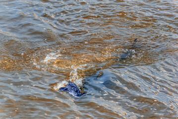 Fototapeta premium Lake Sturgeon Spawning At The Fox River Dam And Rapids At De Pere, Wisconsin, In Spring