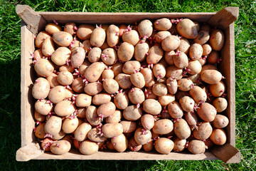 Potato seeds with sprouts for sowing are on the grass in a wooden box.Seedlings of potato tubers.The concept of agriculture,gardening, growing vegetables, selling seed potatoes