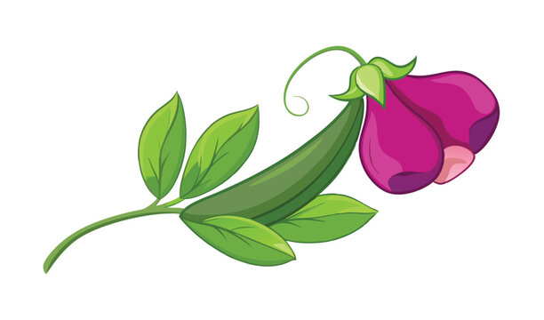 Fresh green pea pod with blooming purple flower