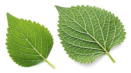 Obraz premium Two green hydrangea leaves isolated on white background