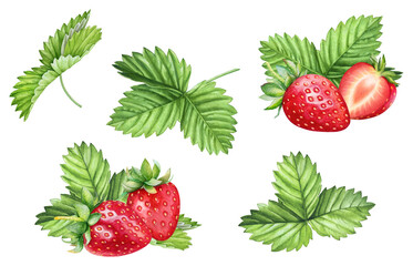 Hand drawn watercolor vivid illustrations of strawberries with green leaves