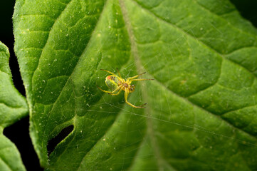 Kleine gr&uuml;ne Spinne auf ihrem Netz auf einem Blatt &ndash; Makroaufnahme