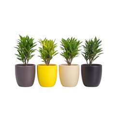 Fototapeta premium Four potted plants in colorful pots are arranged in row, showcasing vibrant green foliage. pots are in shades of brown, yellow, beige, and black, adding modern touch