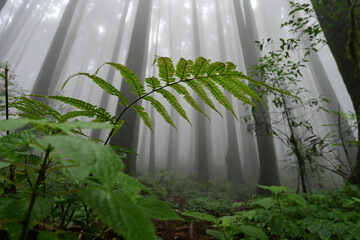 Fern undergrowth at famous pine tree, scientific name pinus, jungle of Lepchajagat, Darjeeling,West Bengal, India. Lush foliage of landscape scenery of Himalayas foggy monsoon weather.