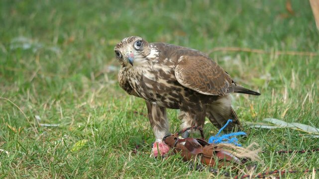 Saker falcon eats raw meat. Falco cherrug. Bird of prey HD