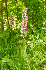 Orchis purpurea Purpur-Knabenkraut