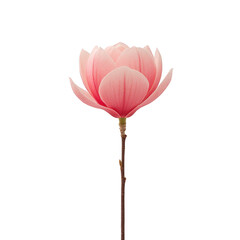 Fototapeta premium Single pink magnolia flower with delicate petals on slender stem, isolated on transparency background, showcasing its natural beauty and elegance