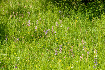 Orchis militaris Helm-Knabenkraut