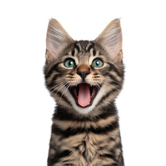 Fototapeta premium Joyful tabby cat with green eyes and open mouth, expressing excitement. cat fur features distinct black and brown stripes, and its ears are perked up, adding to its lively appearance