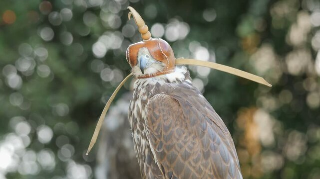 Saker falcon in a cap. Falco cherrug. Bird of prey